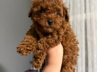 Orjinal ırk ve sağlık garantili poodle
