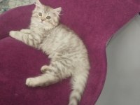 Acil sahiplendirme british longhair