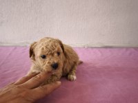 Uygun Maltipoo Bebeklerimiz