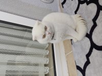 Erkek kedimi sahiplendirmek istiyorum