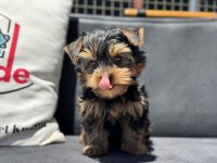 Wc eğitimli  tea cup yorkshire terrier yavrularımız