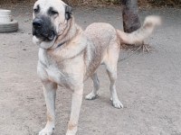 SÜRÜYE UYGUN KANGAL ÇOBAN KÖPEĞİ