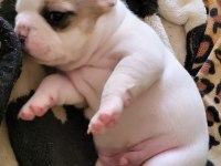 Yavru french bulldog