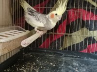 KOMPLE SAHİPLENDİRİLECEK SULTAN PAPAĞANLAR