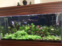 Canlı bitkili Full + Full akvaryumm