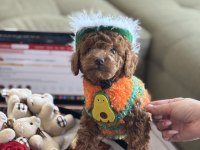 Yakışıklı oğlum Odin büyümeyen toy Poodle
