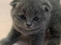 Dişi sıfır kulak scottish fold tuvalet eğitimli iç parazit