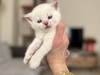 Scottish fold ve british shorthair kedimiz