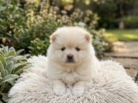 Kar Beyazı Pomeranian Erkek Prens