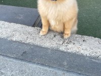 Orjinal Pomeranian Boo Dişi Yavrumuz