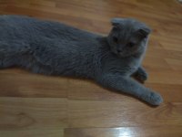 Scottish fold kedisi 1 yaşında