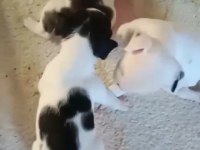 KALİTELİ FRENCH BULLDOG YAVRULAR