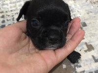 Kaliteli tieger dişi yavru french bulldog