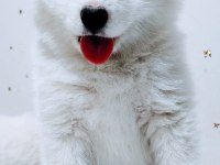 Muhteşem kalitede somoyed köpeği yavruları