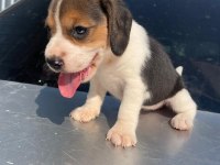 Safkan Beagle bebeklerimiz teslime hazır