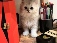 Muhteşem chinchilla bebeklerim yuvalarına gitmeye hazır