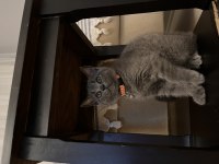 EVCİL BRİTİSH SAHİPLENDİRİLECEK KEDİMİZ