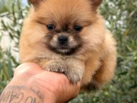 Pomeranian Boo Dişi Yavrular