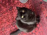 Yakışıklı british shorthair ateşimize yuva