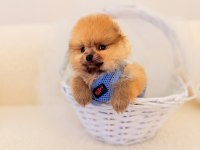 Teddy bear pomeranian