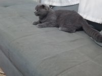 British shorthair 7 aylık
