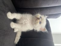 Scottish straight longhair