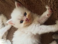Kırıkkale içi british shorthair