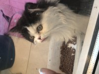 Sevimli Exotic Shorthair yavru