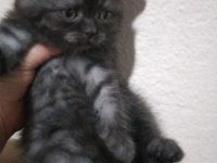 British shorthair 2 aylık