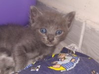 Anne mavi rus kedisi baba british longhair yavruları
