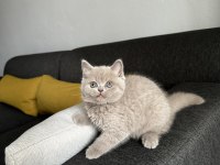 Lilac british cinsi yavrumuza aile arıyoruz