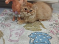 Şımarık kardeşler chinchilla