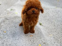 ORJİNAL GÜLER YÜZLÜ TOY POODLE YAVRU