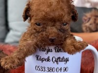 Kore toy poodle yavrularımız 
