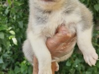 Renk Renk Husky yavrularımız
