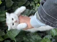 British shorthair bebekler