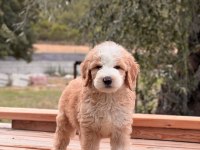 Particolor Labradoodle Yavrular