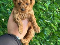 Irk ve sağlık garantili poodle