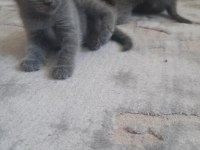 Scottish Fold 45 günlük Tuvalet ve mama egitimlidir