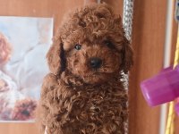 Yavru Toy Poodle
