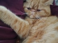 İran Kedisi Garfi