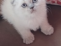 Bebek Kedilerimiz Yuva Arıyor