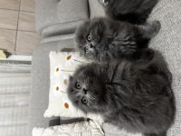 İpek Tüylü Scottish Longhair Yavru