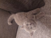 British Shorthair Bluepoint ,eğitimli dişi kedi