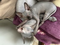 HAS KAN SPHYNX(SFENKS)