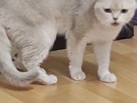 British golden shorthair şecereli erkek