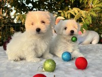 Kar Beyaz Maltese Terrier Yavrular