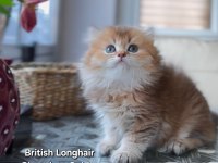 British Longhair 2 kardes yeni yuvalarına gitmeye hazirlar