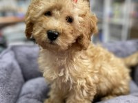 Secereli Red Brown Babadan Toy Poodle yavrumuz