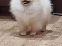 Dişi Pomeranian